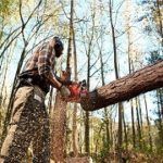 5 Best 60cc Chainsaws You Can Choose To Get In 2020 Reviews